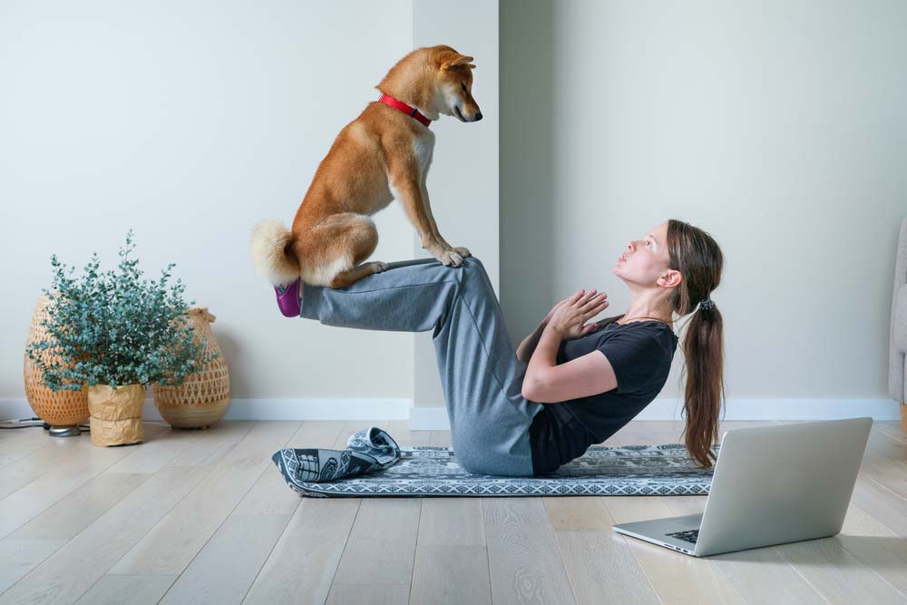 Shiba Inu
