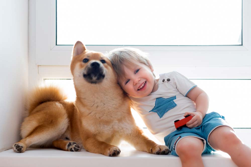 Shiba Inu