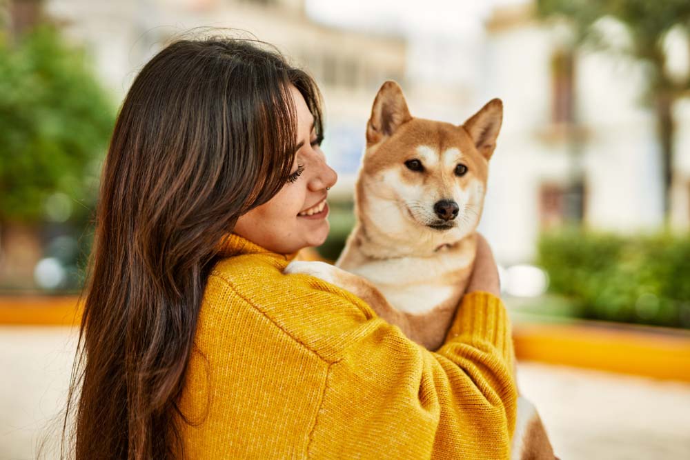 Shiba Inu
