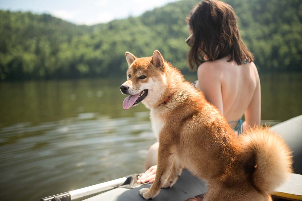 Shiba Inu