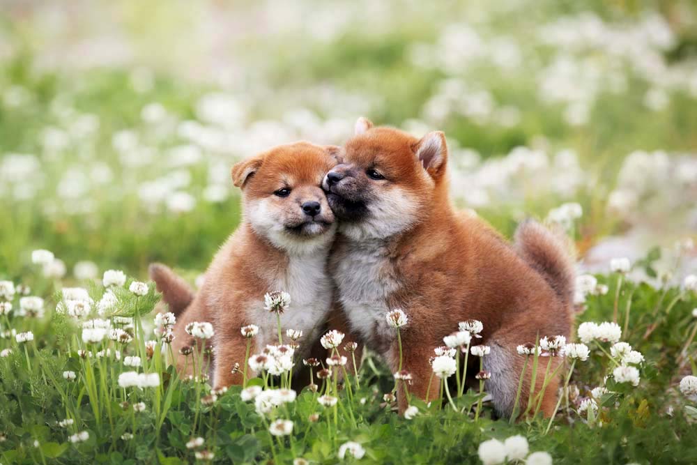 Shiba Inu