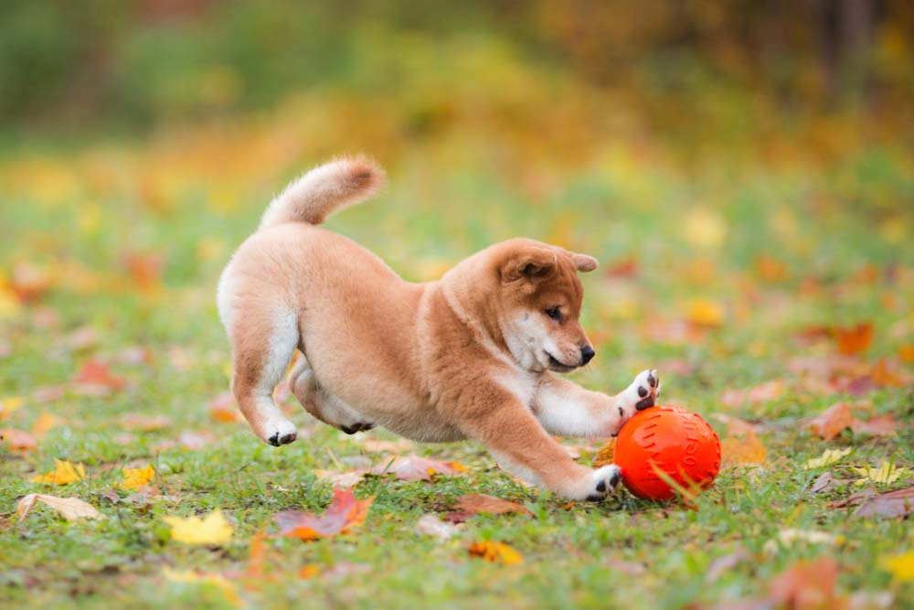Shiba Inu