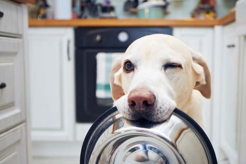 Castracion perro hambriento