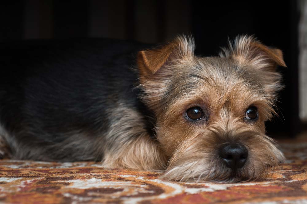 Depresion en perros aislamiento