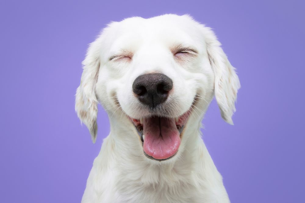 Happy nombre de perro feliz