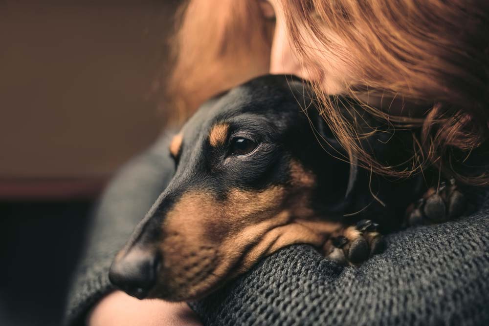 Teckel perro compania