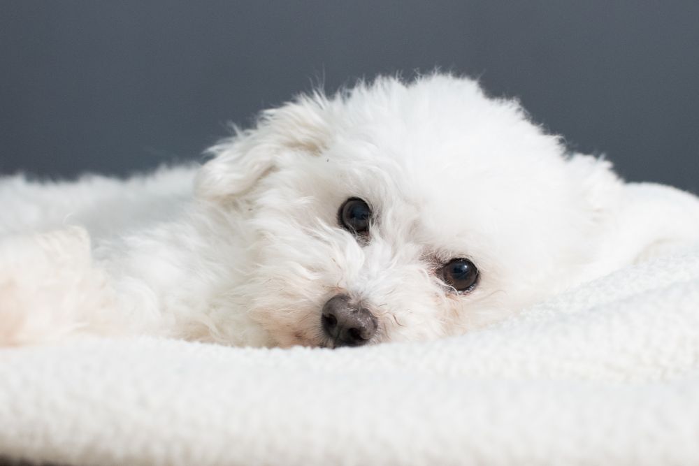 bichon maltes