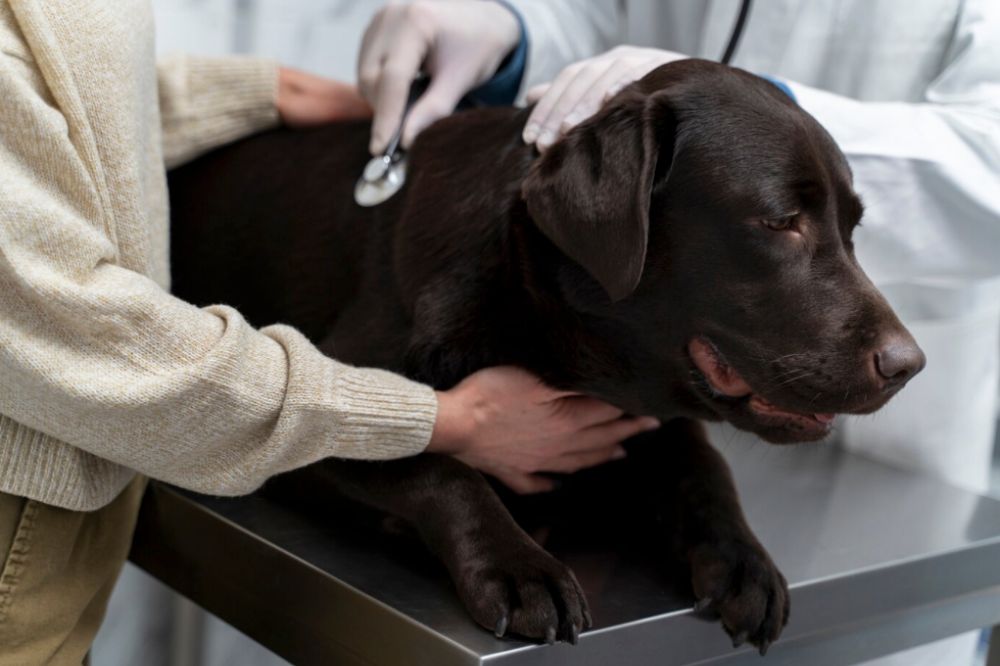 Como prevenir enfermedades de tu perro