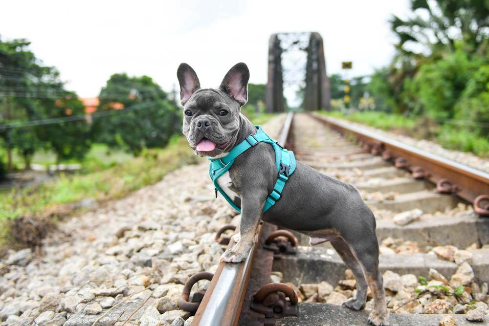 Bulldog frances gris cachorro