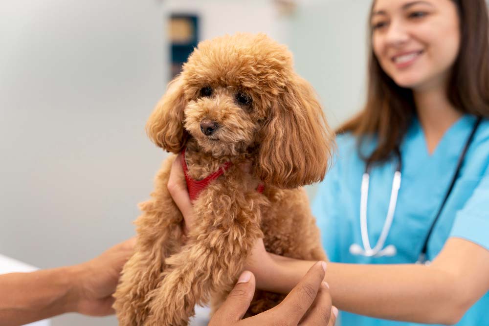 Caniche estandar cuidados medicos