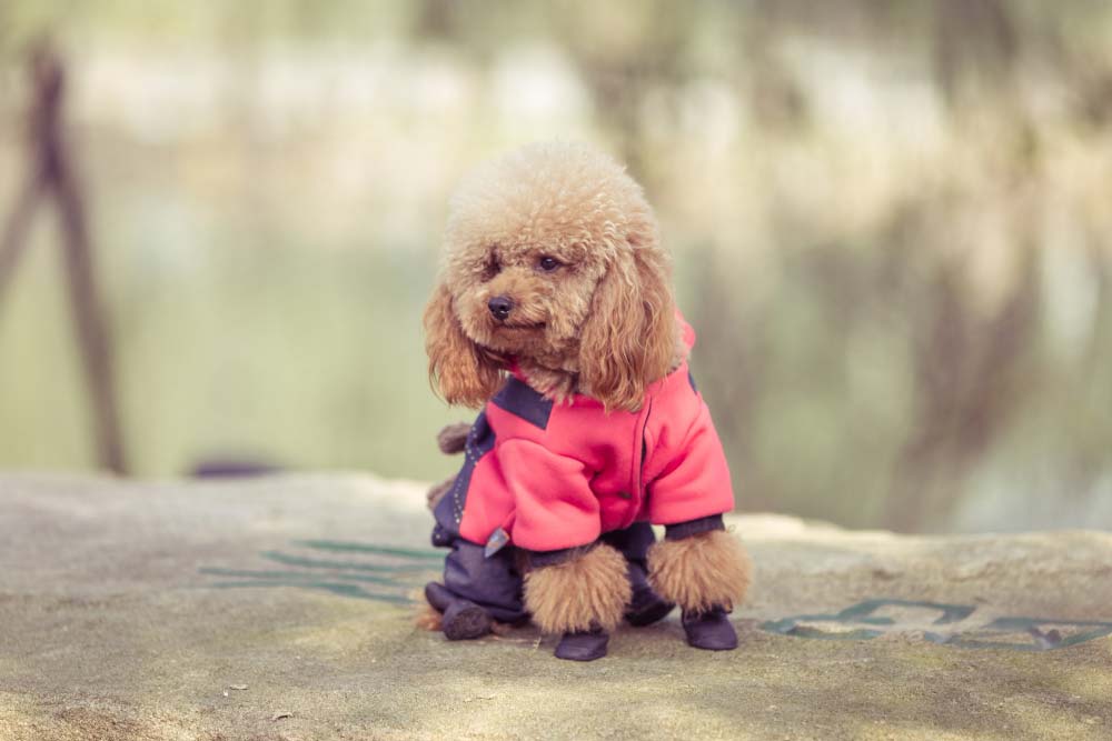 Caniche poodle enano
