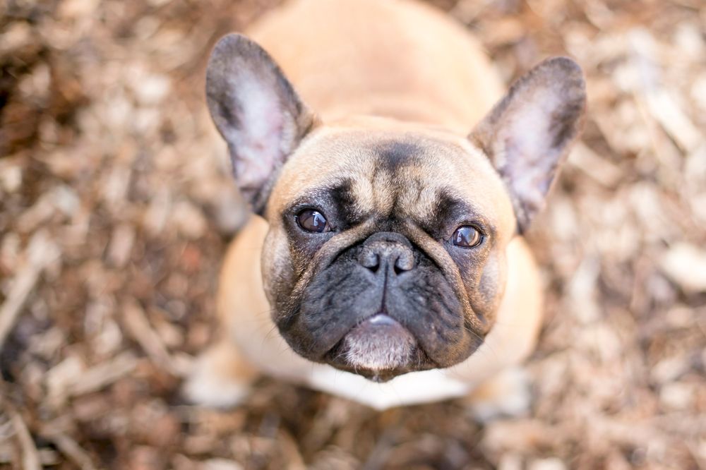 Caracteristicas unicas que definen al Bulldog Frances Fawn
