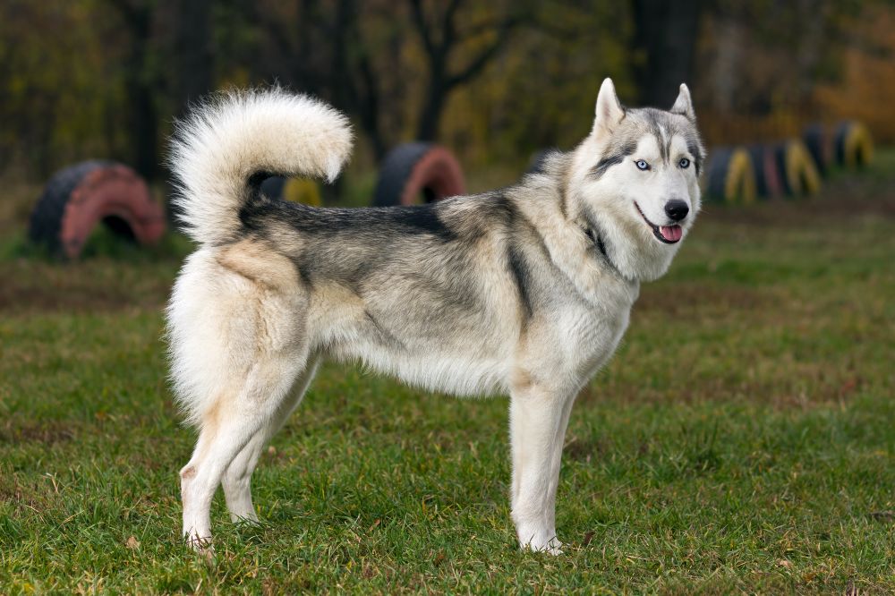 Cuidados esenciales para el Husky