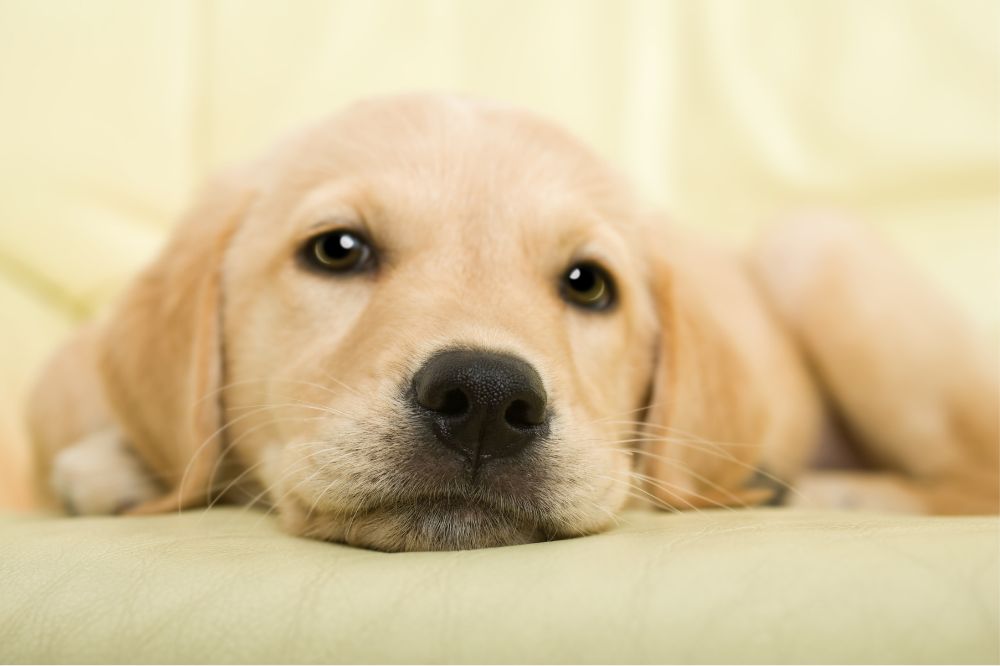Importancia de adoptar cachorros