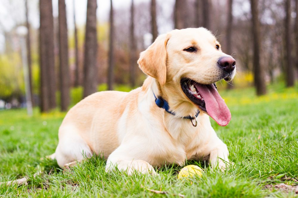Mejor alimentacion para el labrador Retriever