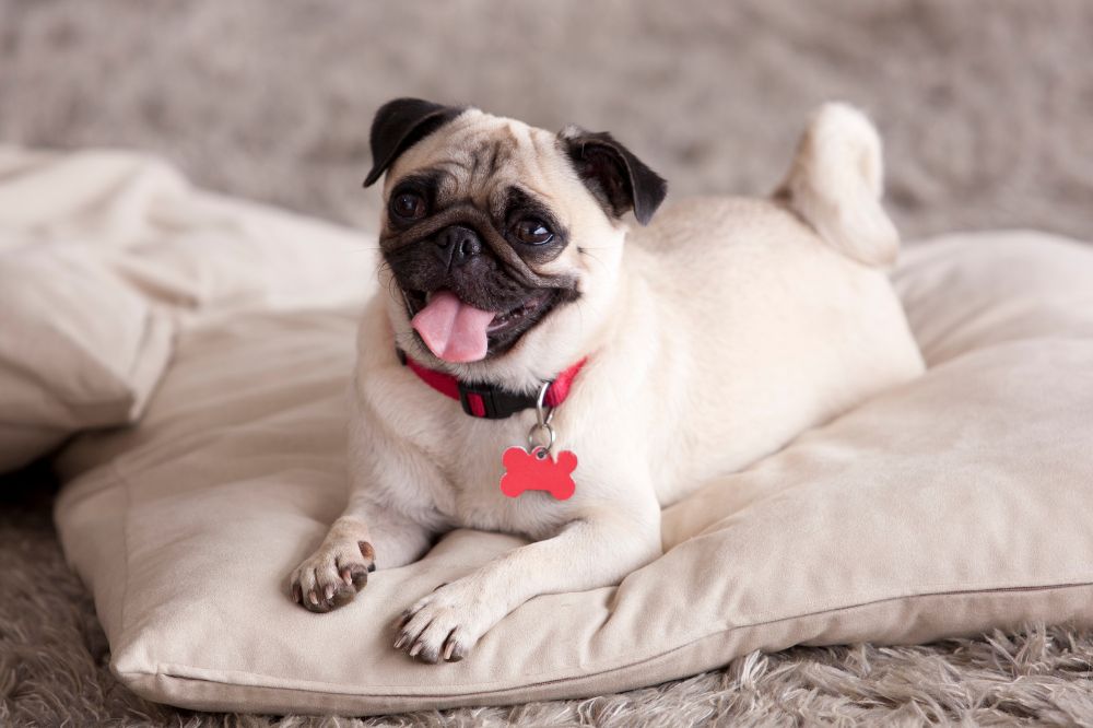 Necesidades alimenticias del Pug