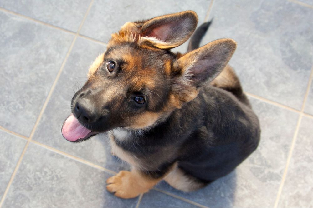 Personalidad del cachorro de Pastor Aleman