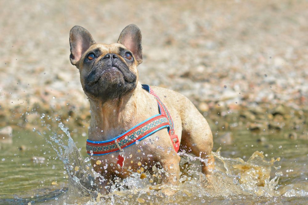 Preguntas frecuentes sobre el Bulldog Frances Fawn