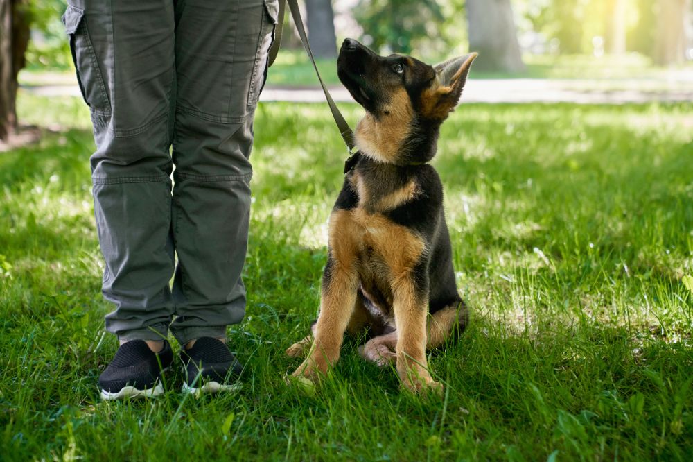 Preguntas frecuentes sobre el cachorro de Pastor Aleman