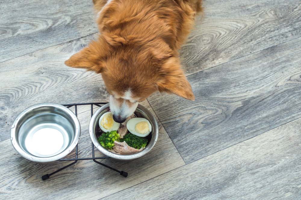 Sobras comida perro huevos
