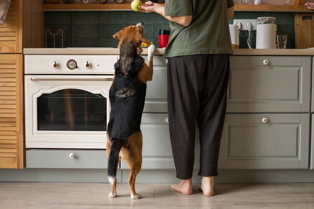 Sobras comida perro