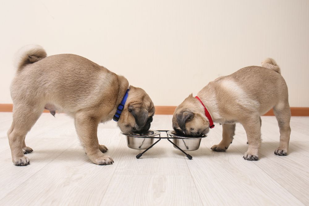 Ventajas de la alimentacion natural para el Pug