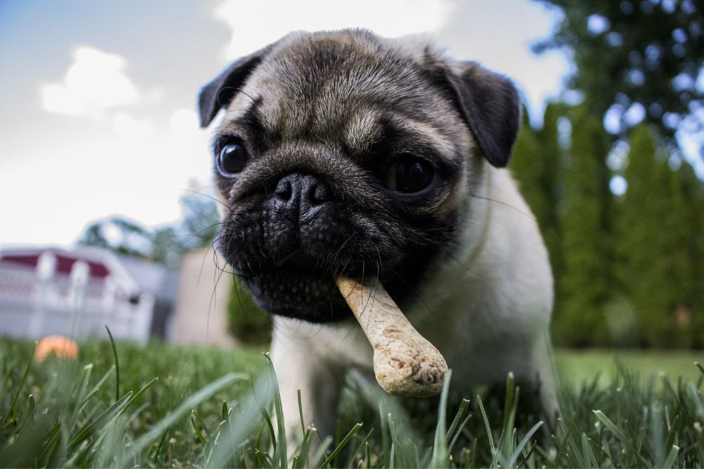 A que? edad los Pugs alcanzan su taman?o adulto