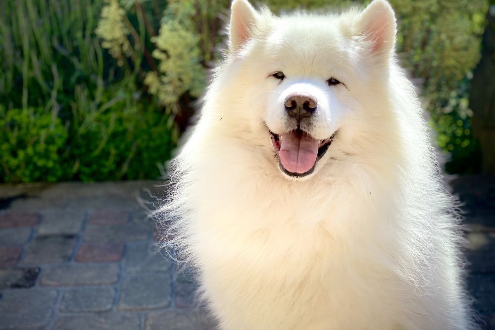 Alimentacio?n recomendada para el cachorro de Samoyedo