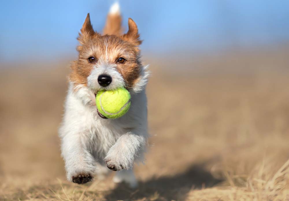 Alimentazione di cani ad alta attivita? fisico