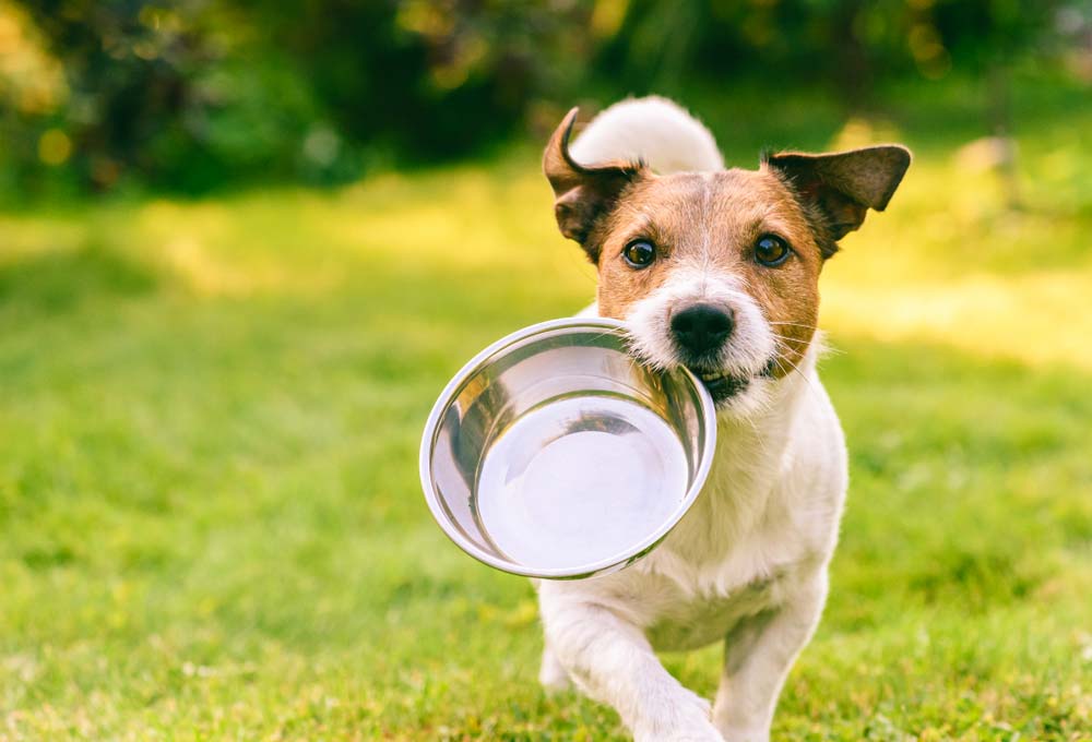 Alimentazione di cani ad alta attivita? fisico