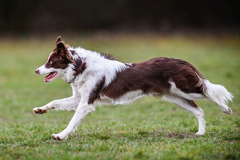Alimentazione di cani con elevata attivita? fisica