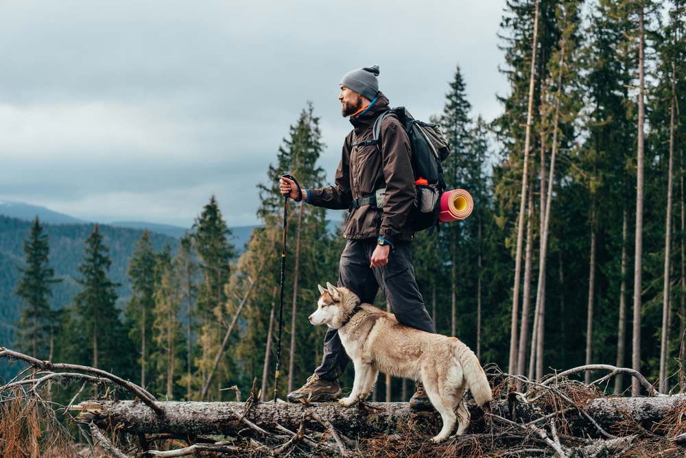 Alimentazione di cani con elevata attivita? fisica