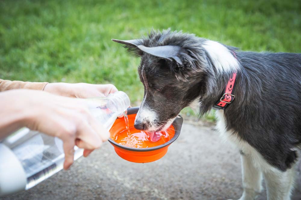 Alimentazione di cani con elevata attivita? fisica