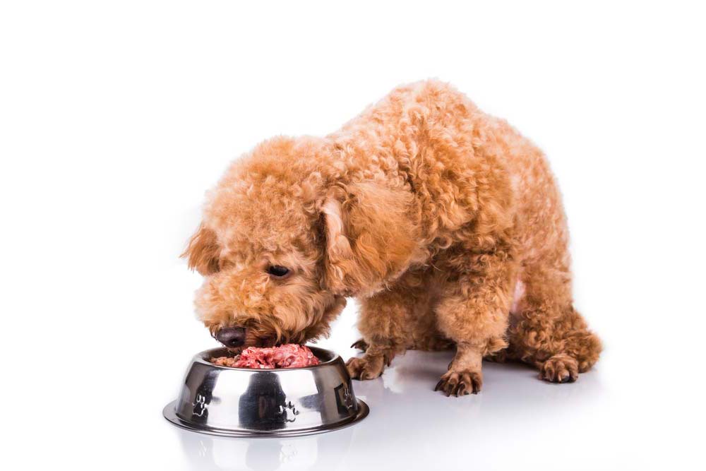 Alimentazione naturale dei cuccioli