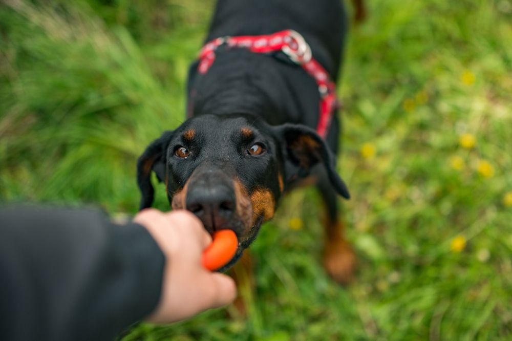 Allevamento e socializzazione del Doberman