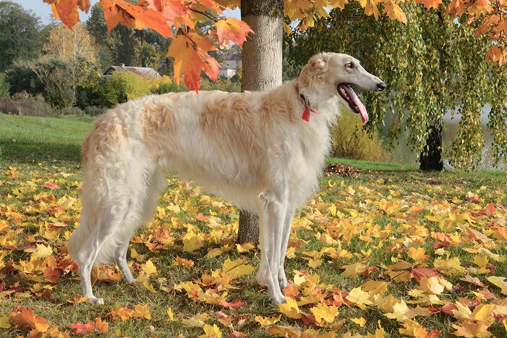 Borzoi caratteristiche cura alimentazione carattere