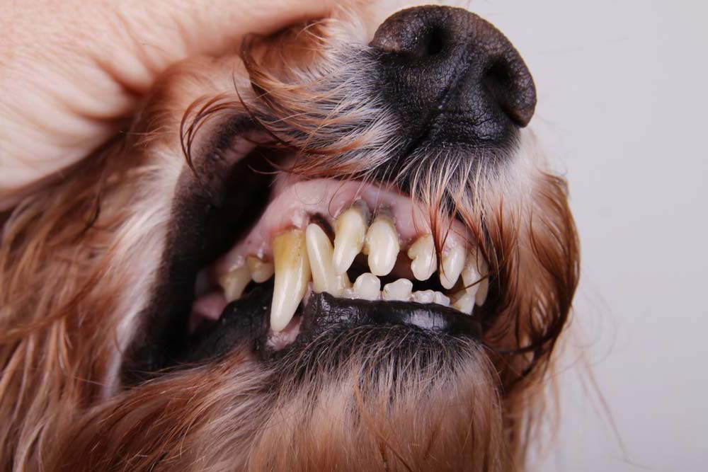 Cani anziani per cure odontoiatriche