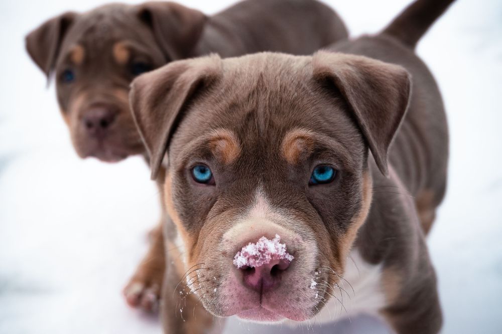 Caracteri?sticas particulares del cachorro de Pit Bull Terrier americano