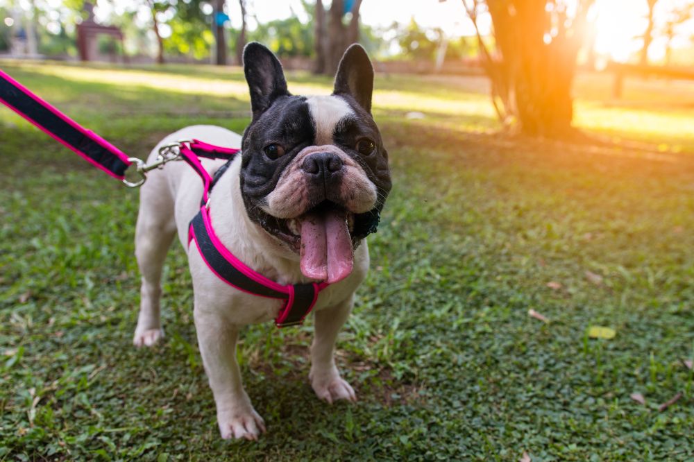 Caracteristicas únicas que definen al Bulldog Frances blanco y negro