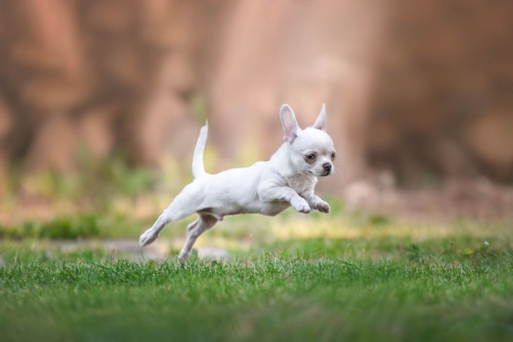 Caracteristicas unicas que definen al Chihuahua de pelo corto