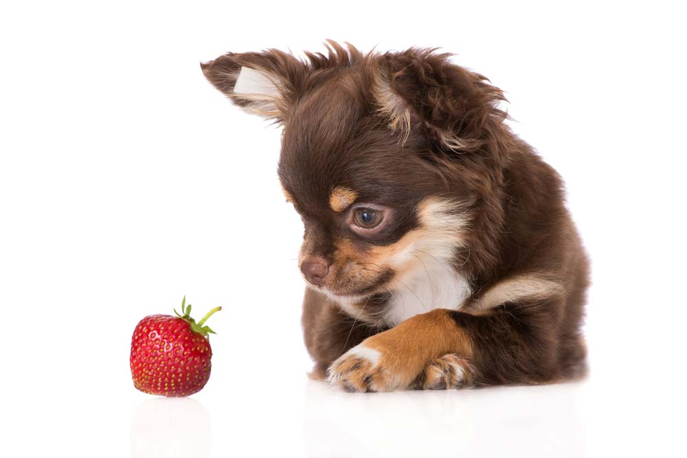 Chihuahua pelo largo