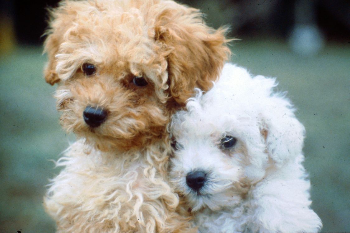 Como es el destete de los cachorros de Caniche
