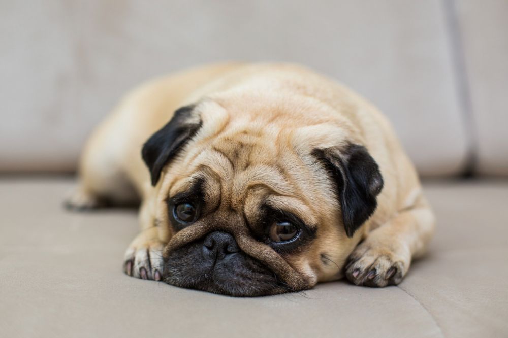 Copri il mio cane vomita