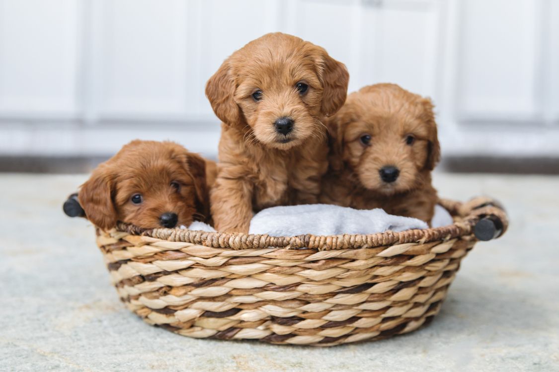 Crianza y socializacion del cachorro Caniche