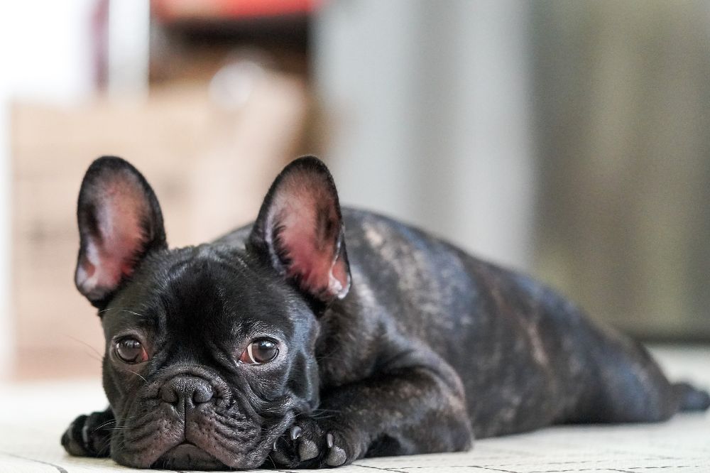 Cuidado de las arrugas del buldog frances
