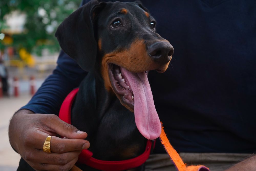 Cure essenziali Doberman