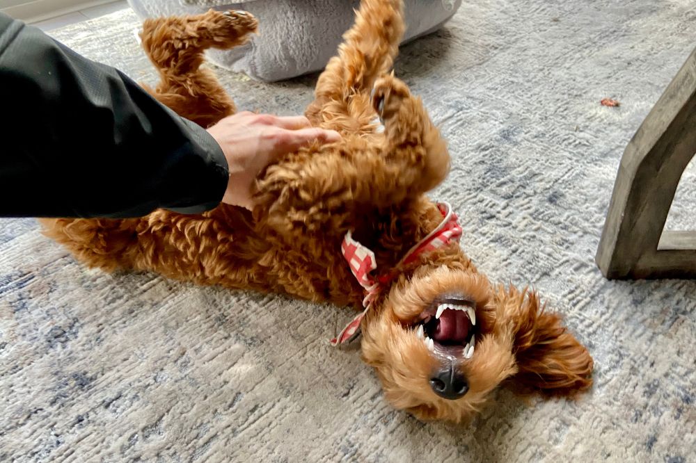 Cure essenziali per il Goldendoodle