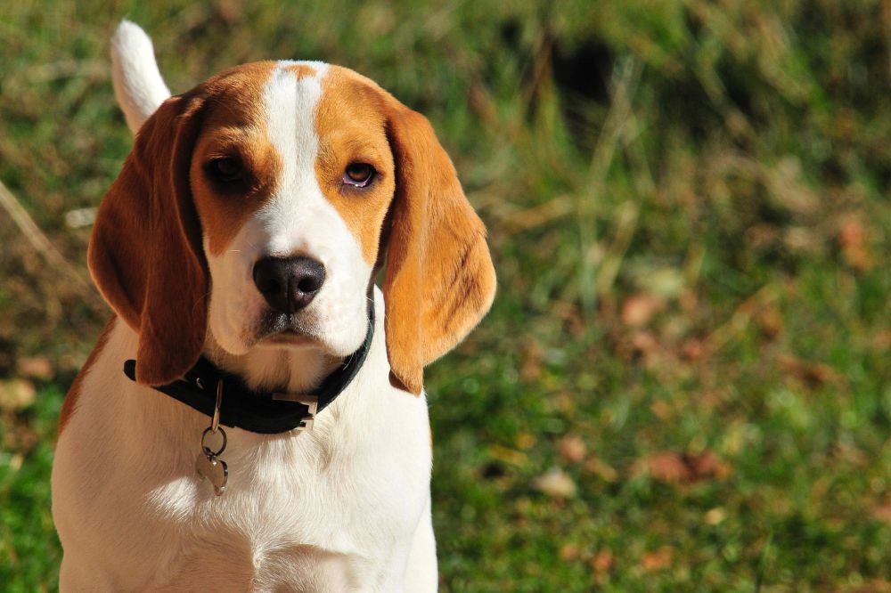Curiosidades sobre los Beagles que te dejara?n boquiabierto
