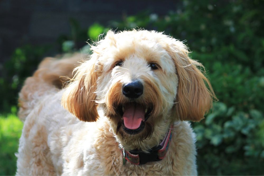 Curiosità e dati interessanti sui Goldendoodle