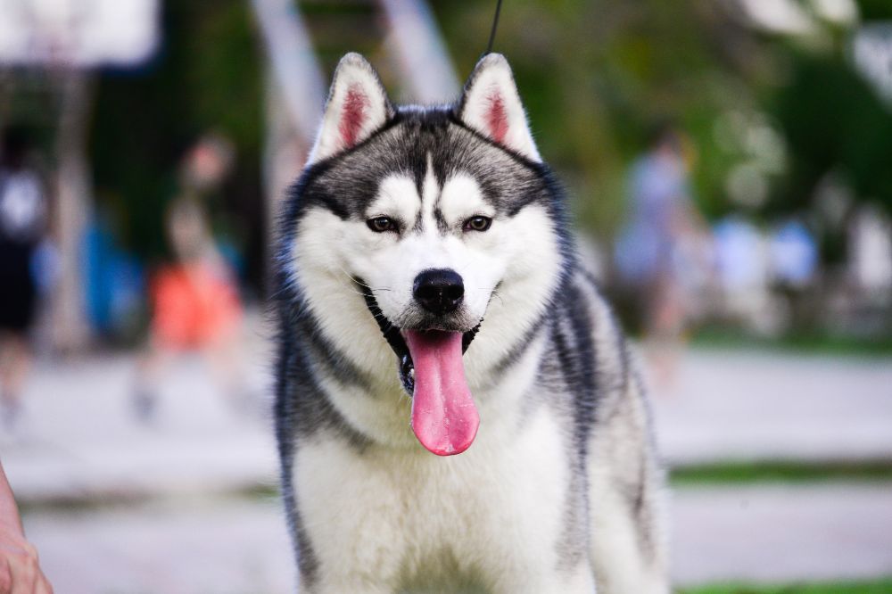 Curiosità e dati interessanti sui Husky tradotto in italiano sarebbe Curiosita e fatti interessanti sui Husky